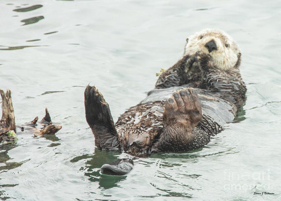 Sea Otter 2 Photograph by Steven Natanson