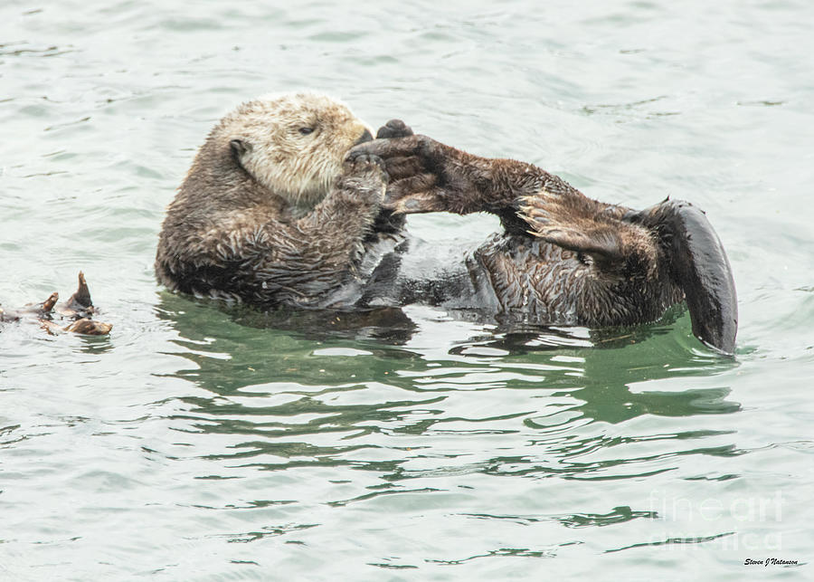 Sea Otter 3 Photograph by Steven Natanson
