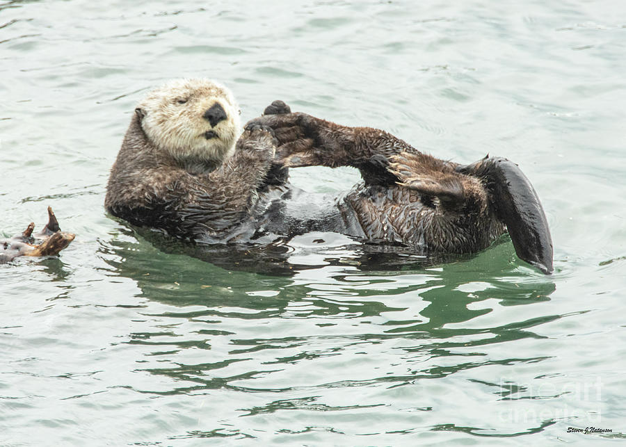 Sea Otter 4 Photograph by Steven Natanson