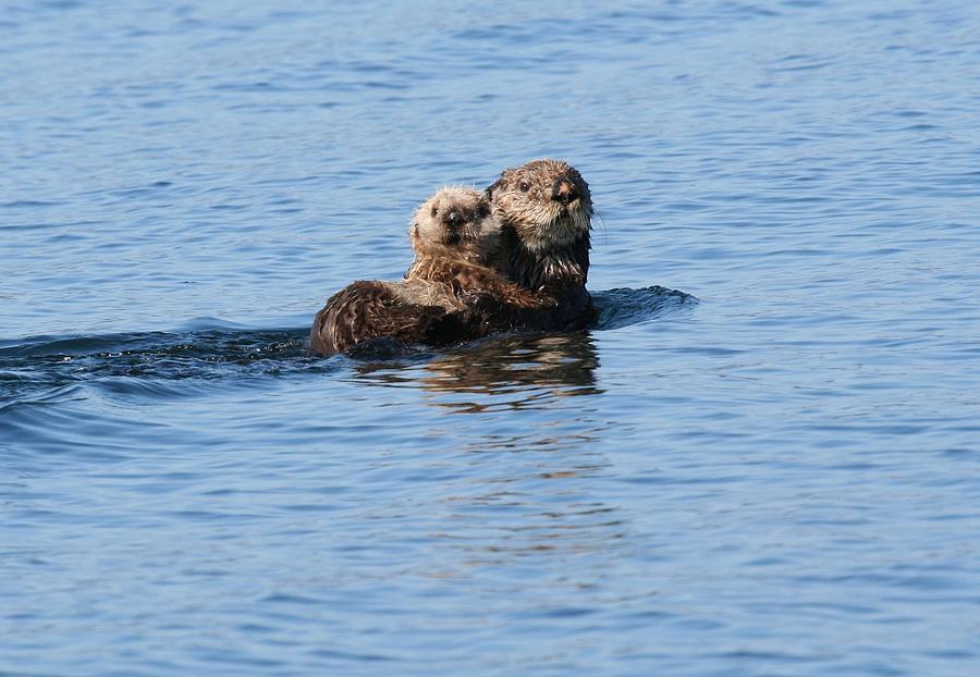 Sea otter and baby lounging in the blue Alaska waters Photograph by Awc007