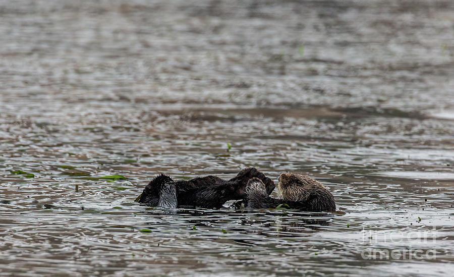 Sea Otters Photograph - Sea Otter B2112 by Stephen Parker