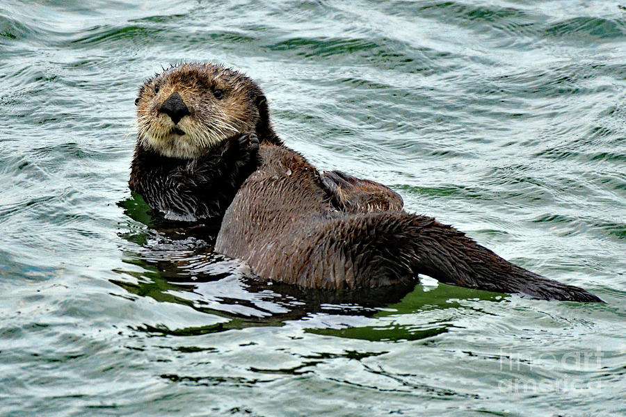 Sea Otter Photograph by Amazing Action Photo Video