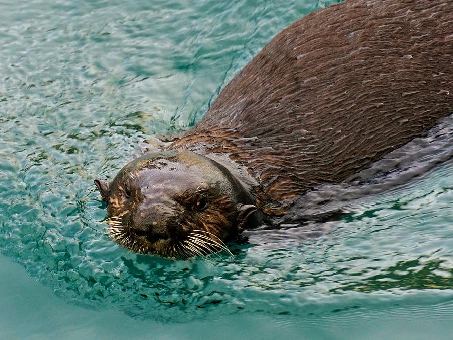 Sea Otter Photograph by Brett Harvey