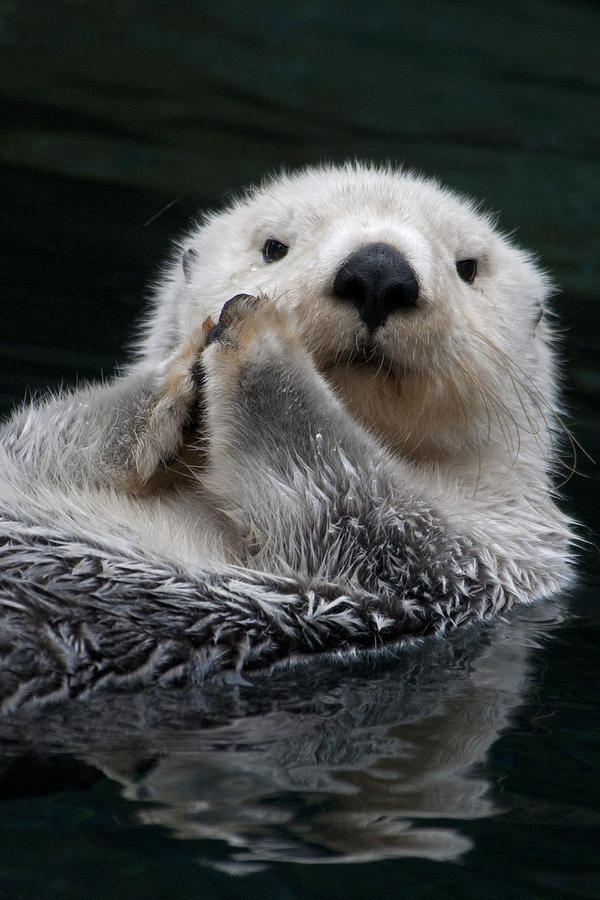 Sea Otter, closeup Photograph by Mark Newman