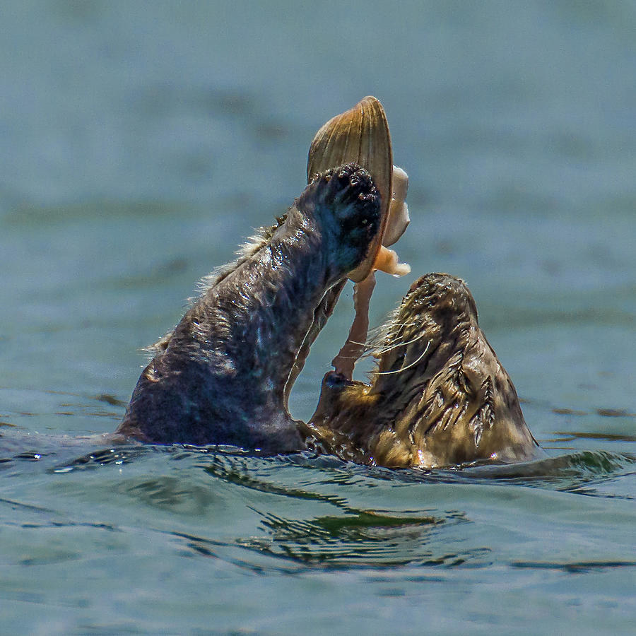 Sea otter consuming his/her catch by Susie Kelly Photograph by California Coastal Commission