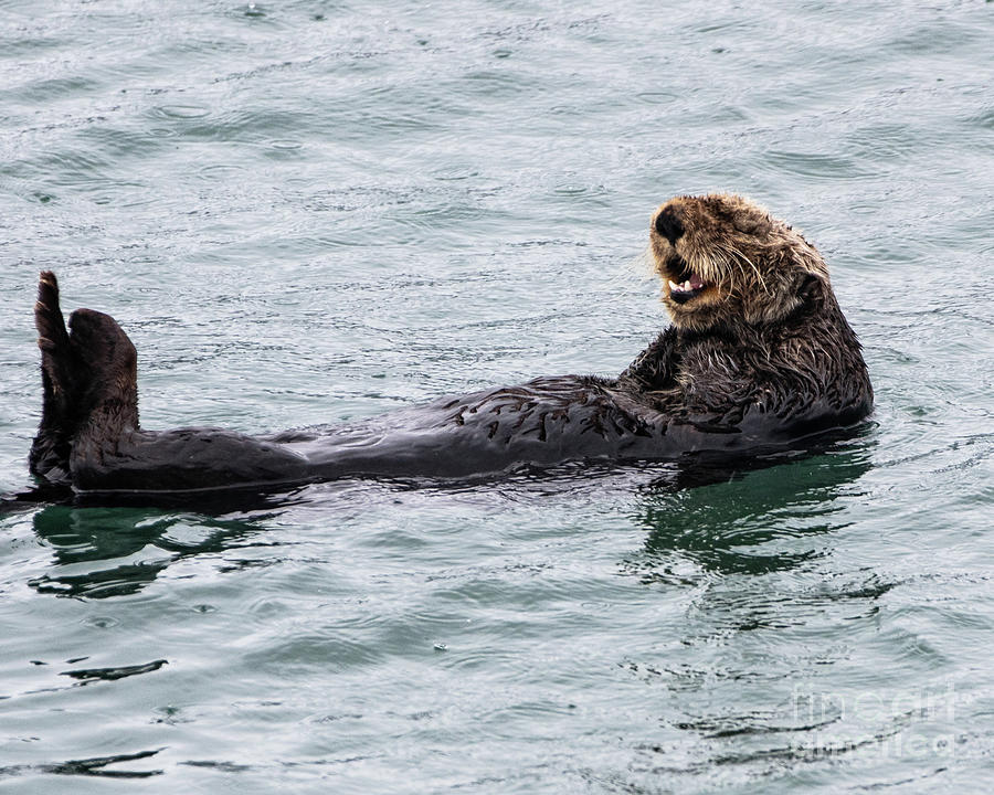 Sea Otter Photograph by Derrick Solomon - Fine Art America