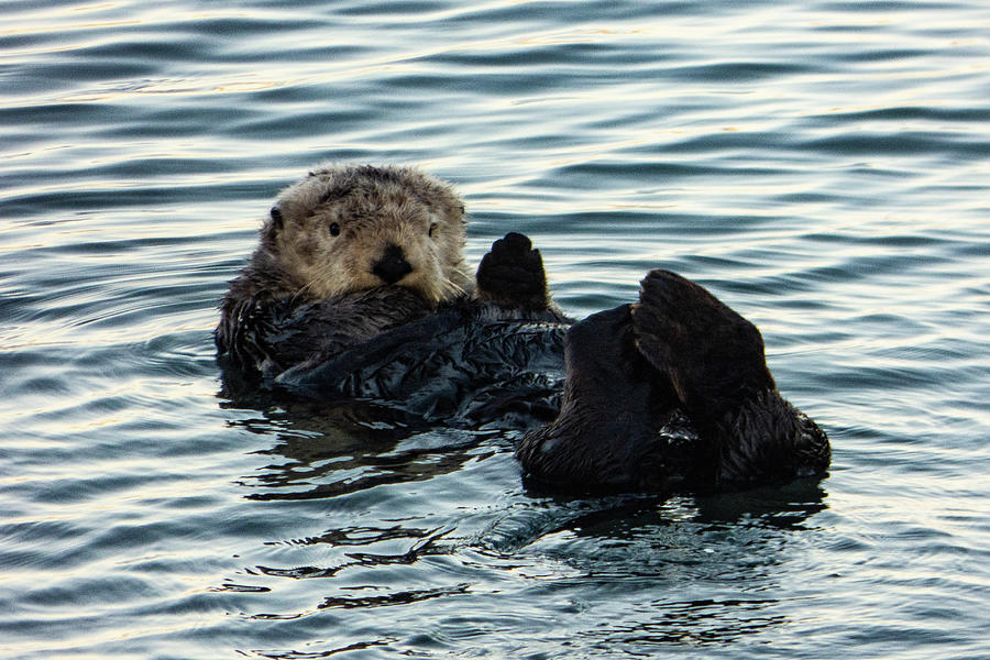 Sea Otter Photograph by Dianne Milliard