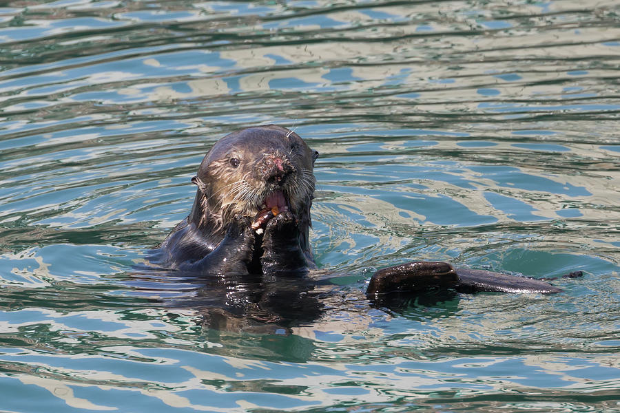 Sea Otter Eating a Mussel  Photograph by Kathleen Bishop