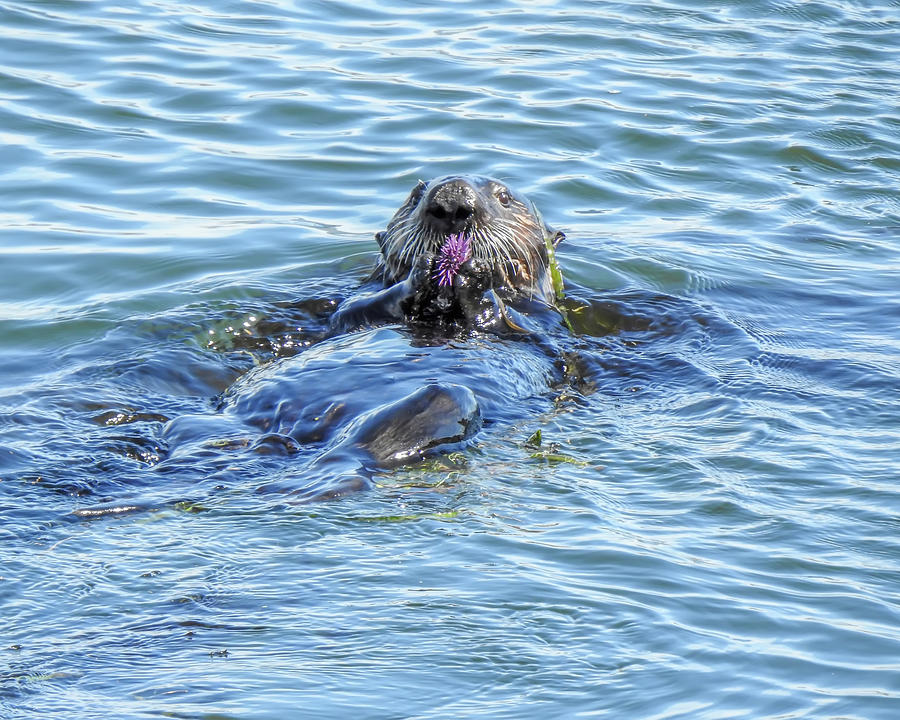 Sea Otter Enjoying a Tasty Sea Urchin Digital Art by Anthony Murphy
