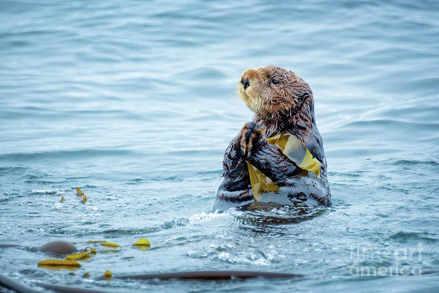 Mammal Photograph - Sea otter in Tofino by Delphimages Photo Creations