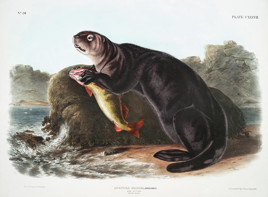 Sea Otter. John Woodhouse Audubon Illustration Mixed Media by World Art Collective