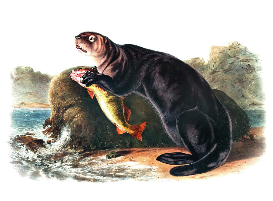 John James Audubon Drawing - Sea Otter  by John Woodhouse Audubon