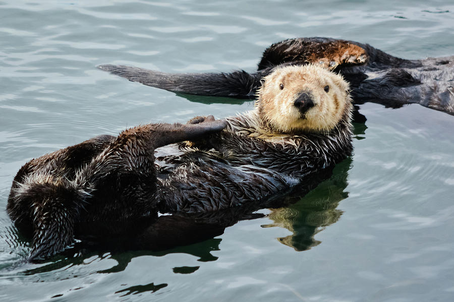 Sea Otter Photograph by Kyle Hanson
