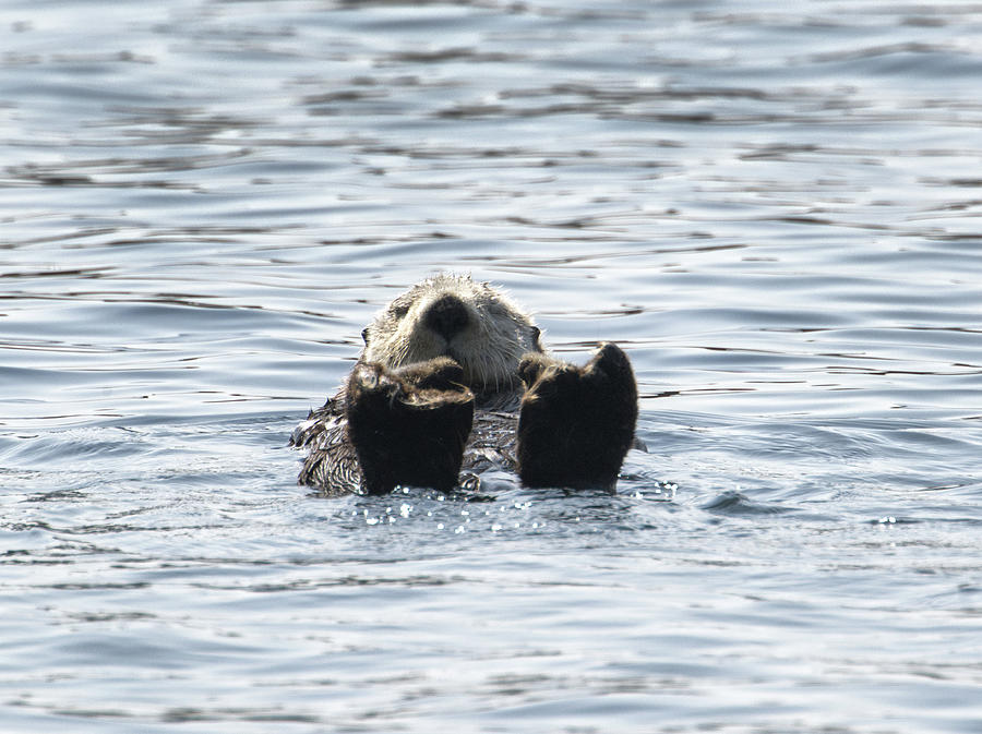 Sea Otter Photograph by Canadart -