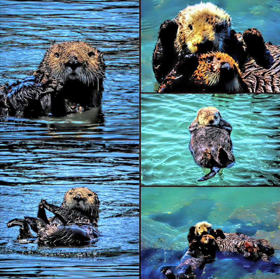 Sea Otter Montage Photograph by Barbara Snyder