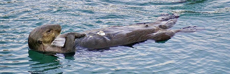 Sea Otter Morro Bay Photograph by Brett Harvey