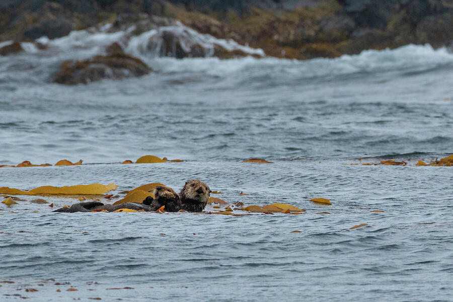 Sea Otter Mother and Pup #2 Photograph by Nancy Gleason