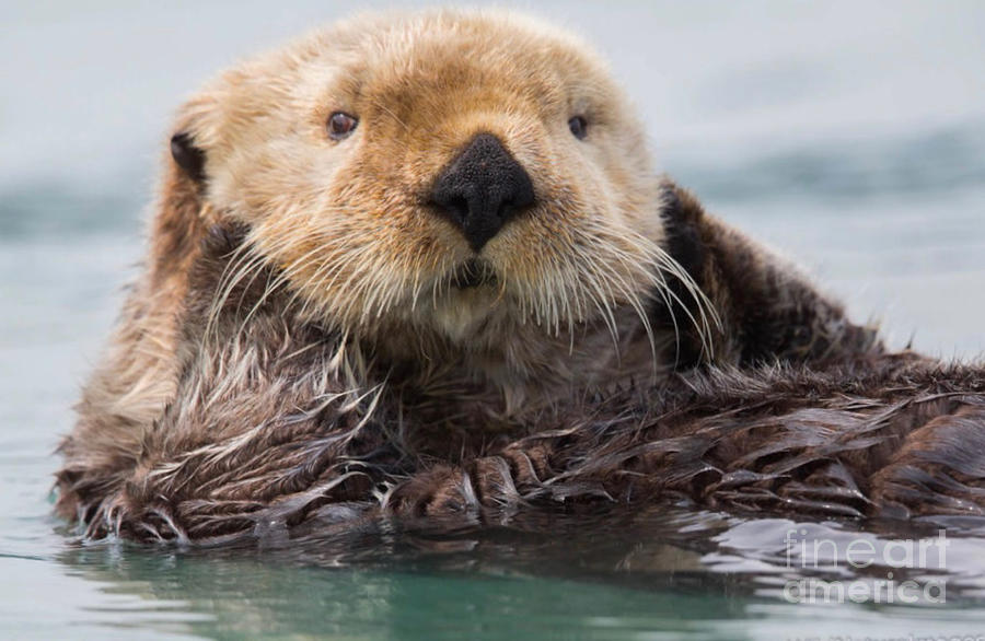 Sea Otter Photograph by Nehemiah Art | Fine Art America