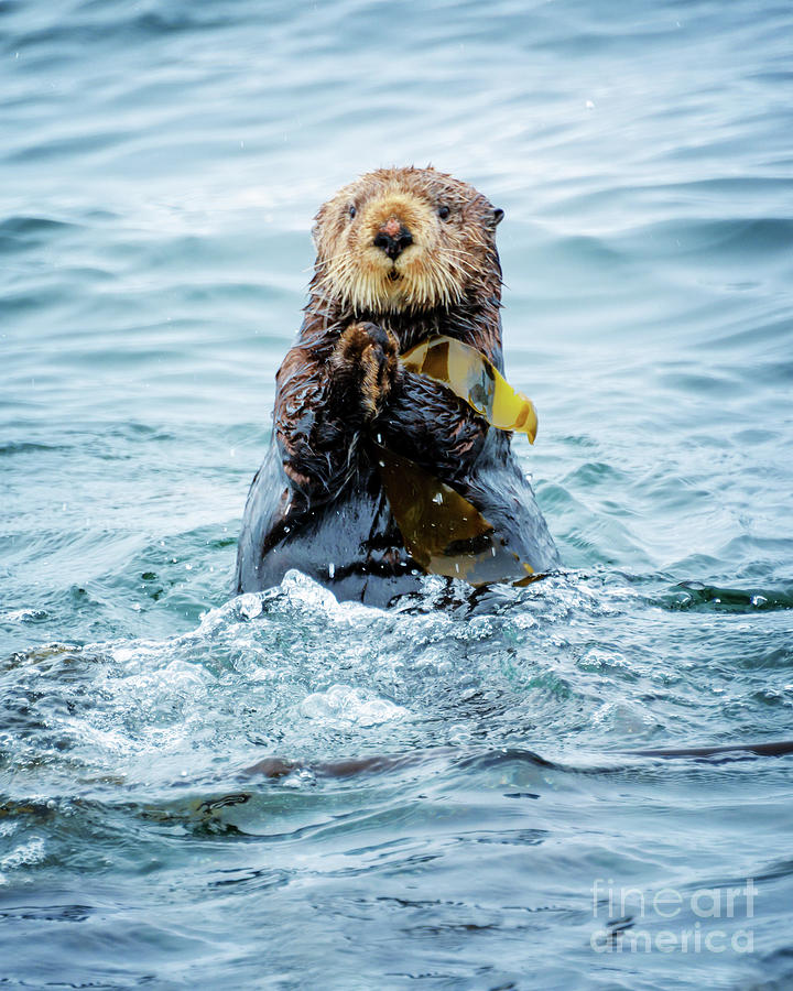 Mammal Photograph - Sea otter portrait by Delphimages Photo Creations