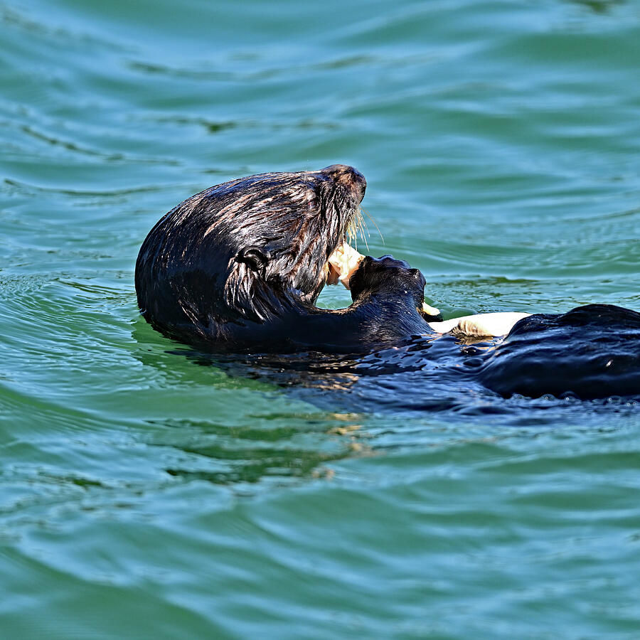 Sea Otter savoring clam meat - Enhydra lutris Photograph by Amazing Action Photo Video