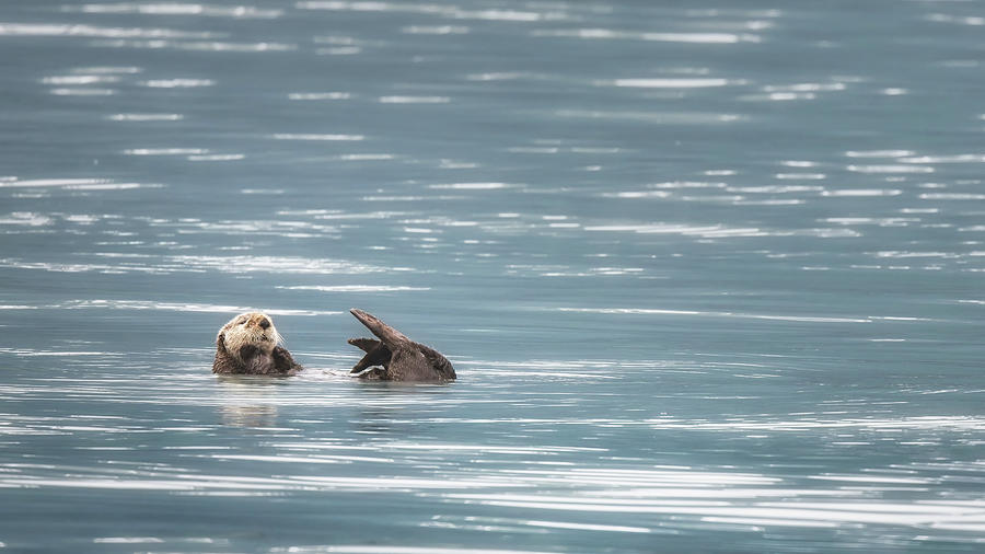 Sea Otter Seward Alaska Photograph