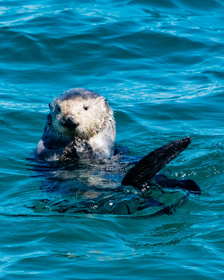 Sea Otter Snack Time Photograph by Bonny Puckett