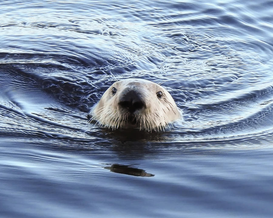 Sea Otter Swimming Photograph by Anthony Murphy