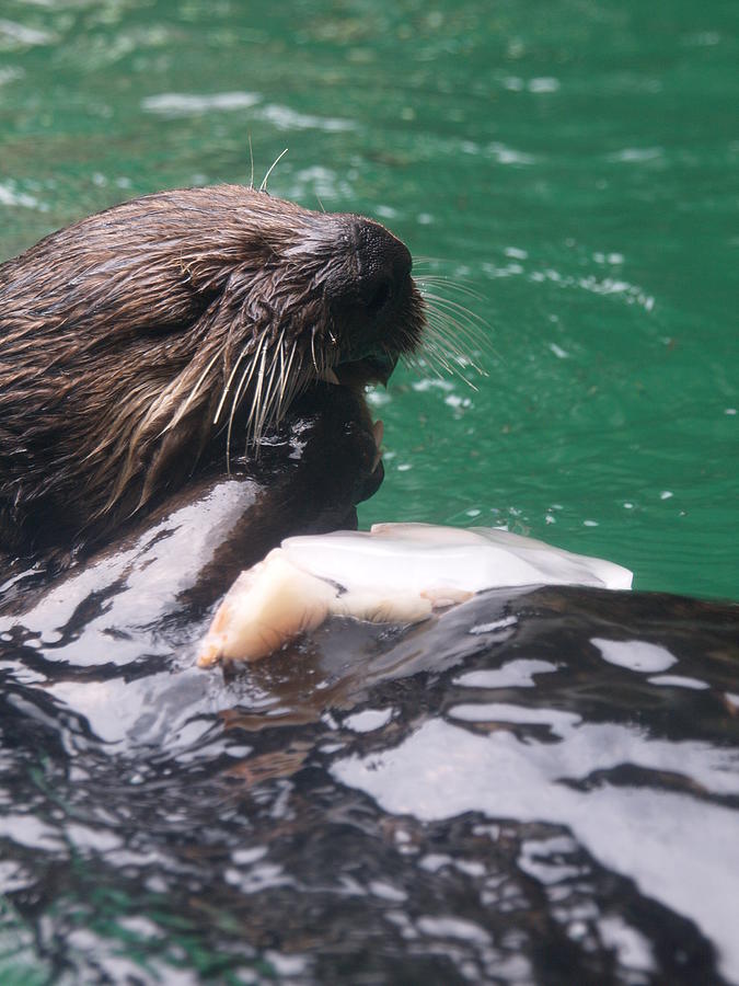 Sea Otter Photograph by Tara Krauss