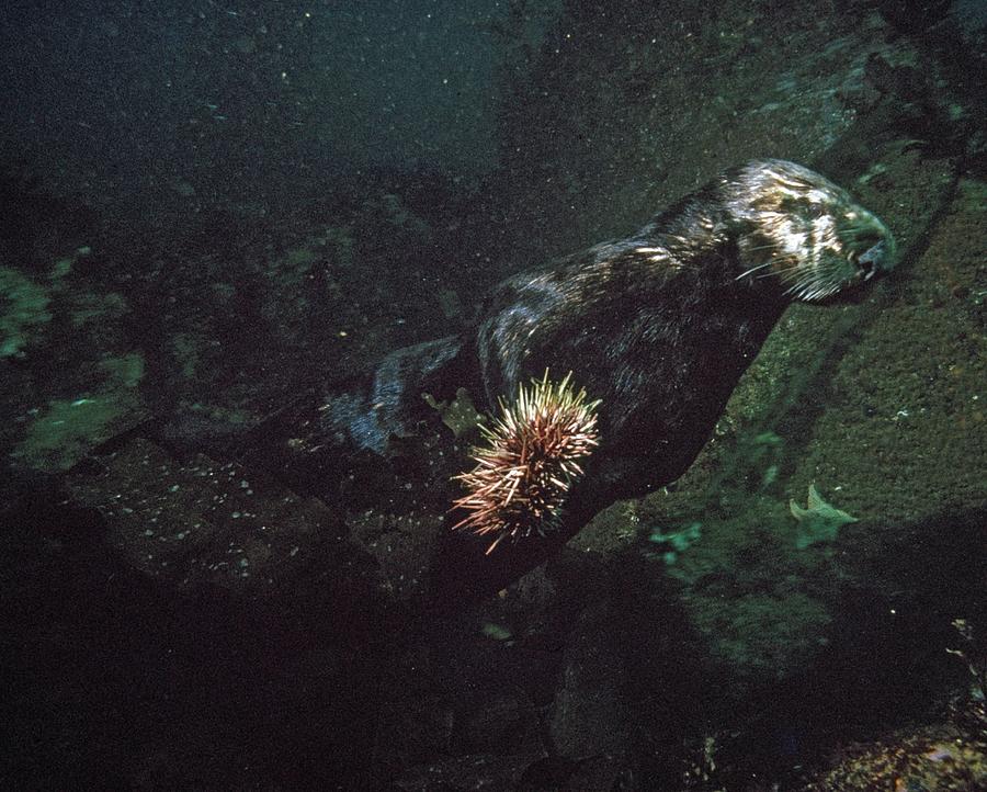 Sea Otter underwater with Sea Urchin.(Enhydra lutris) Photograph by Jeff Foott