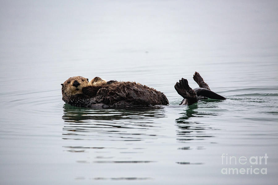 Sea Otters Photograph - Sea Otters  B2115 by Stephen Parker