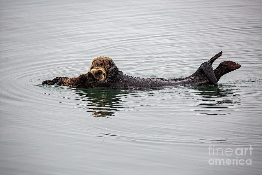 Sea Otters Photograph - Sea Otters B2119 by Stephen Parker