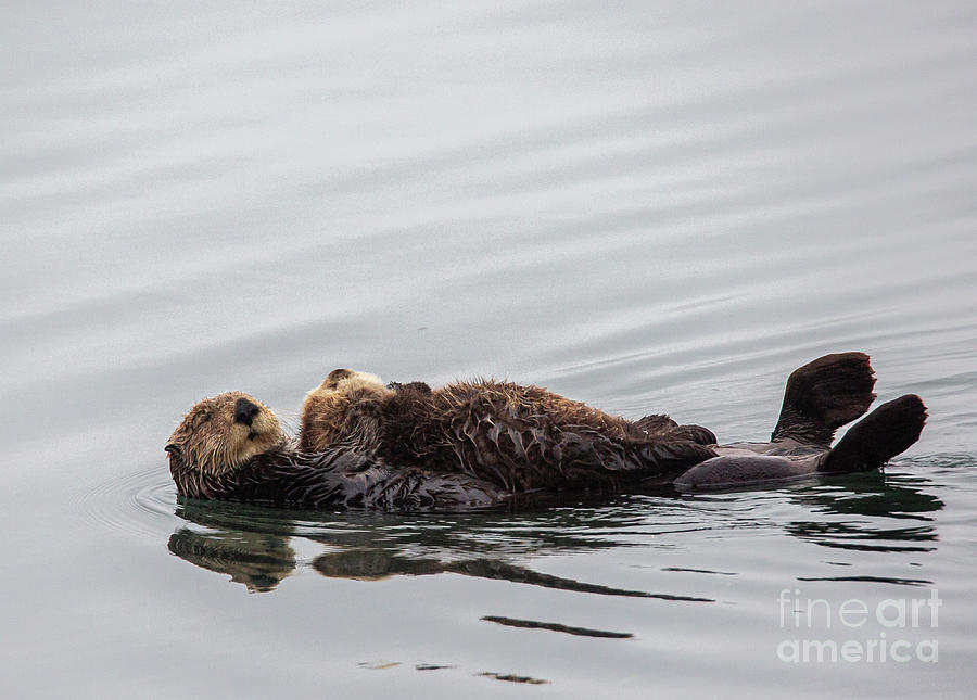 Sea Otters Photograph - Sea Otters  B2124 by Stephen Parker