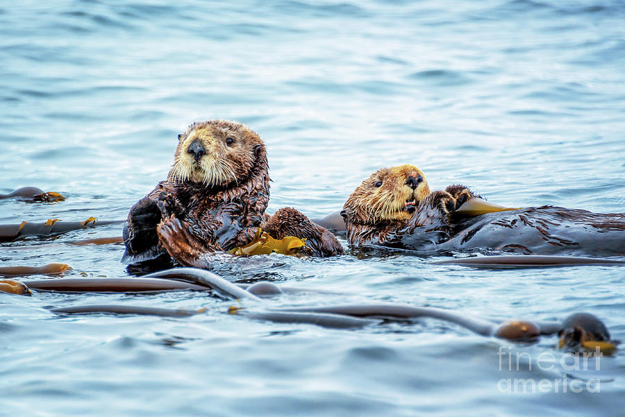 Sea otters, funny old couple in bed Photograph by Delphimages Photo Creations
