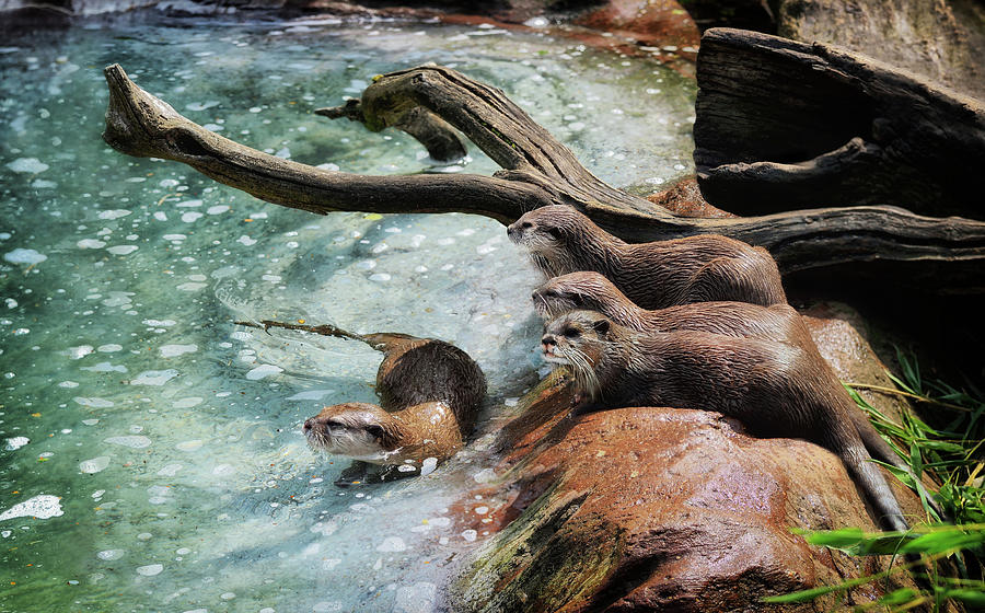 Sea otters family in lake - Wildlife photo Photograph by Stephan Grixti ...