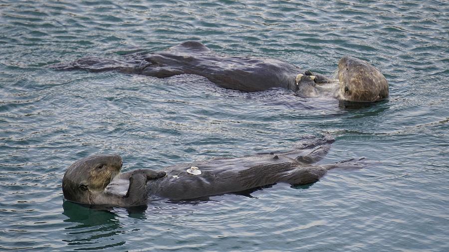 Sea Otters Feeding Photograph by Brett Harvey