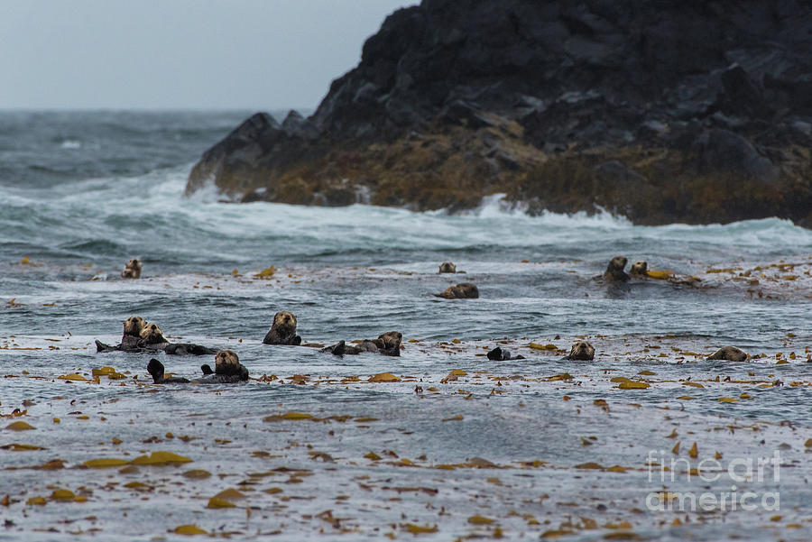 Wildlife Photograph - Sea Otters Floating in Giant Kelp by Nancy Gleason