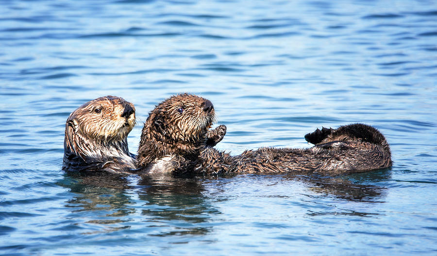 Sea Otters Floating in Tandem at Morro Bay, California Photograph by Vicki Jauron, Babylon and Beyond Photography