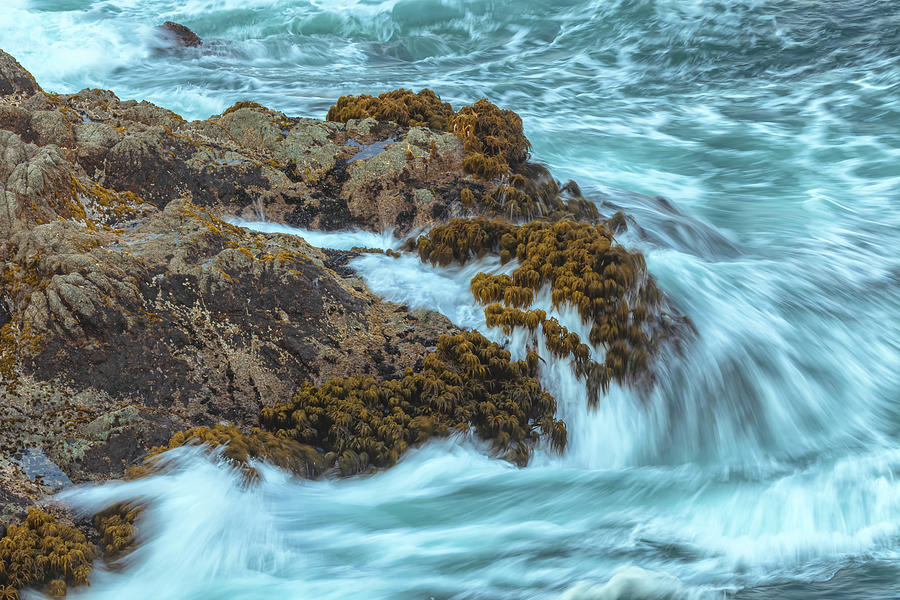 Sea Palms And Wave Photograph by Jonathan Nguyen