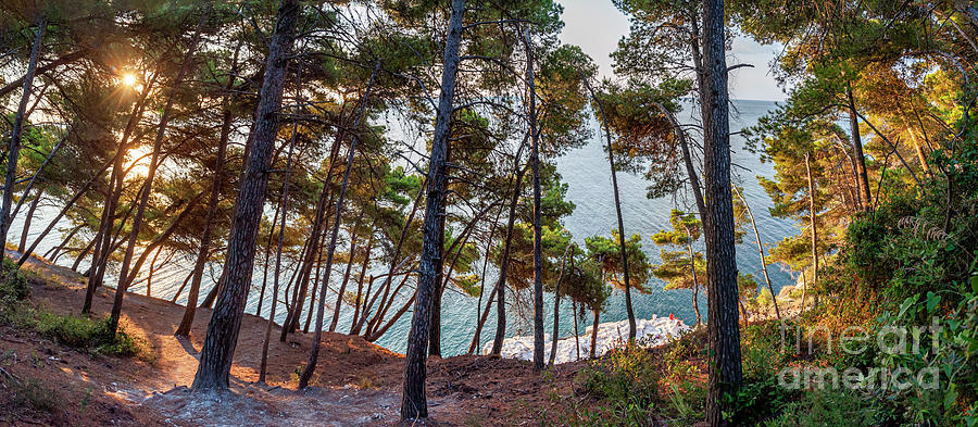 Pine Photograph - Sea, pines and rocks in Sirolo, Ancona by Andrea Tessadori