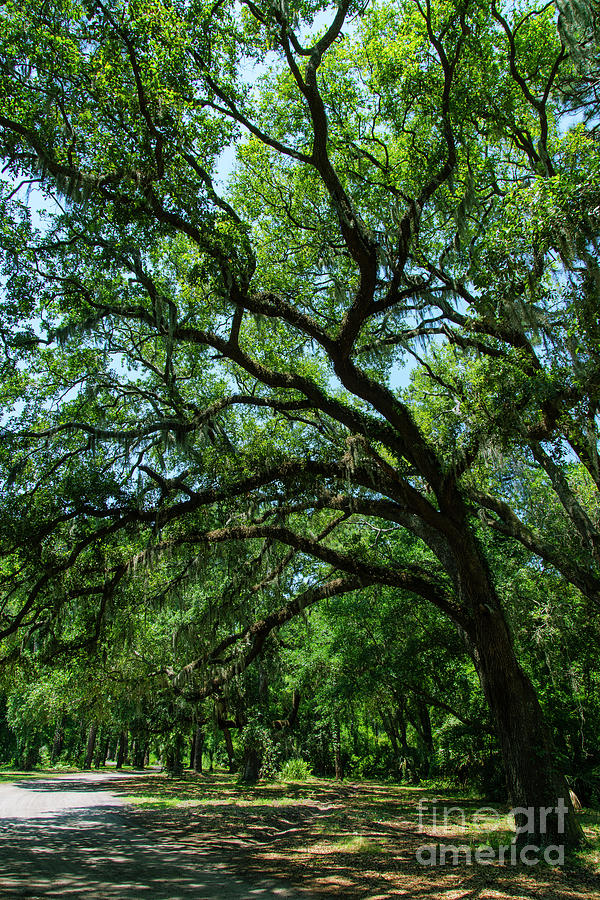 Sea Pines Forest Preserve Hilton Head Island South Carolina Photograph by Wayne Moran