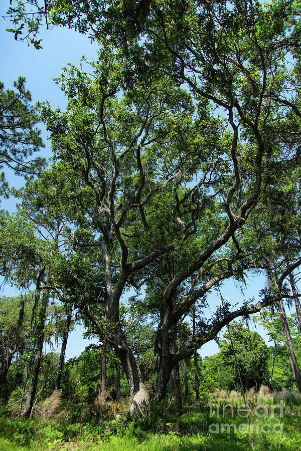 Sea Pines Forest Preserve Hilton Head South Carolina Photograph by Wayne Moran