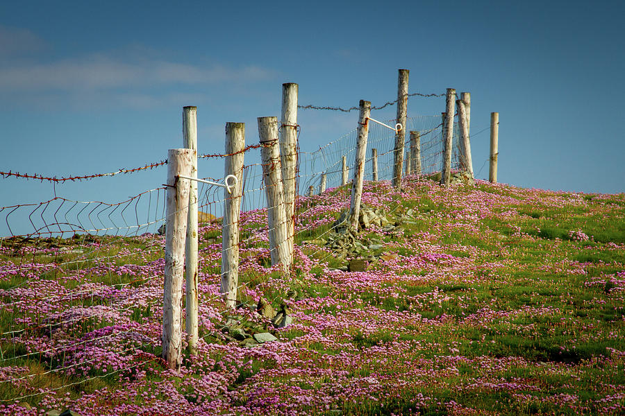 Sea Pink And Barbed Wire Photograph