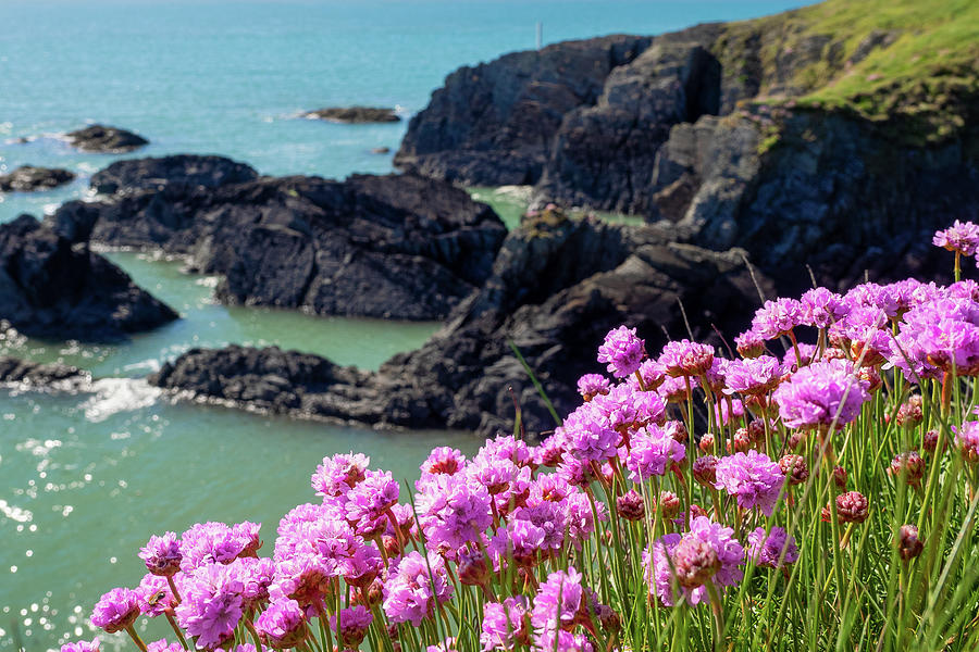 Sea Pinks Photograph by Mark Llewellyn