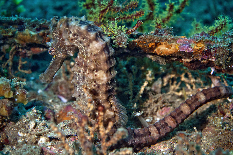 Sea Pony -Hippocampus fuscus-, Gulf of Oman, Oman Photograph by Christian Zappel