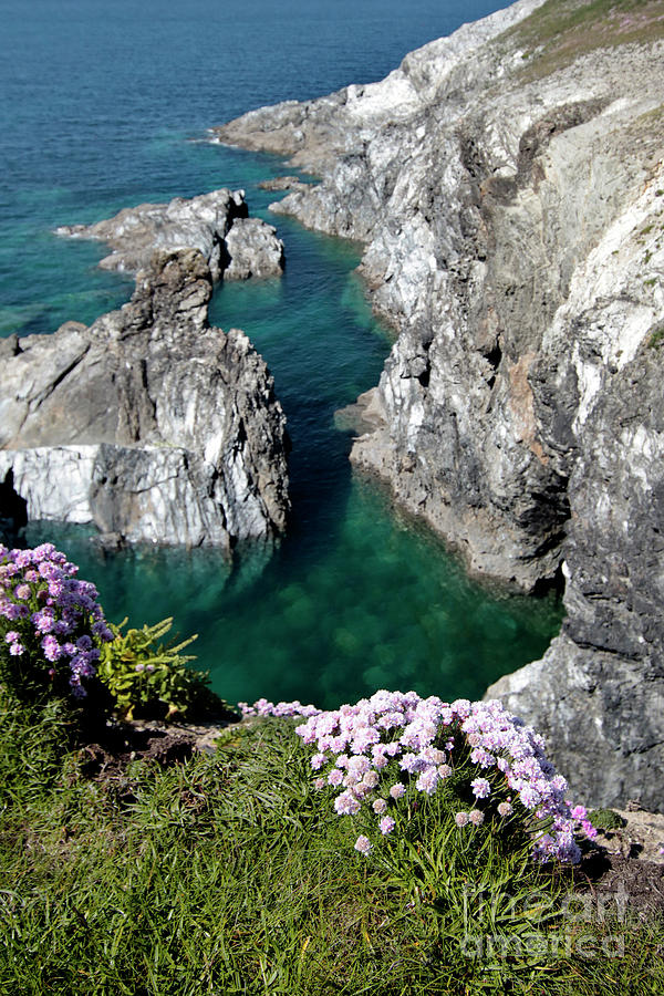 Sea Pool and Thrift Photograph by Terri Waters