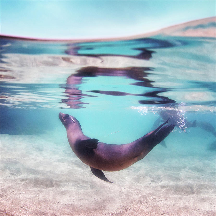 Turtle Photograph - Sea reflection  by Antonio Busiello