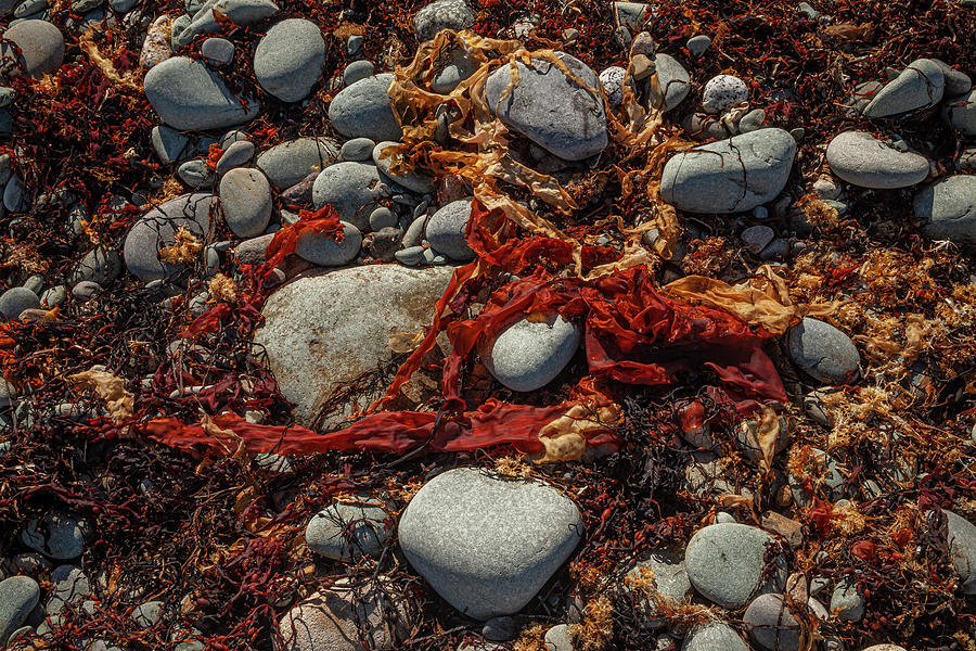 Sea Ribbons and Stones Photograph by Irwin Barrett