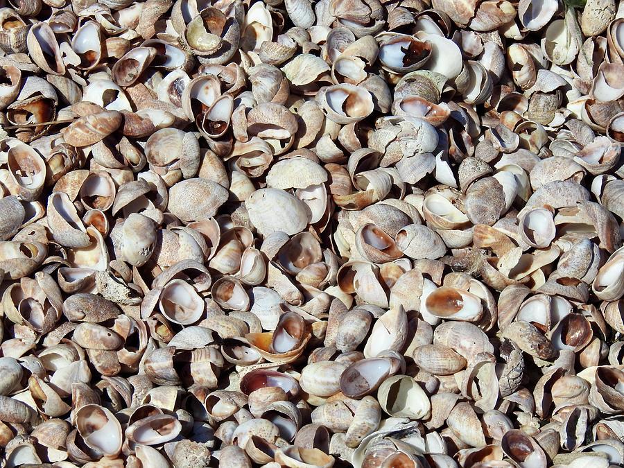 Sea Shell background Photograph by Kenneth Summers | Fine Art America