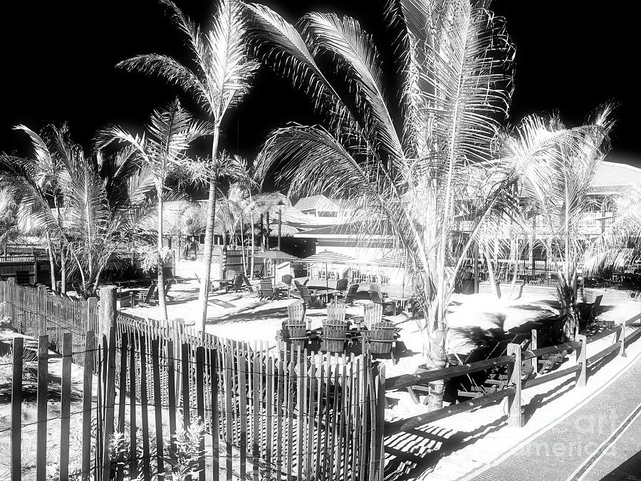 Sea Shell Beach Club Palm Trees in Beach Haven Photograph by John Rizzuto