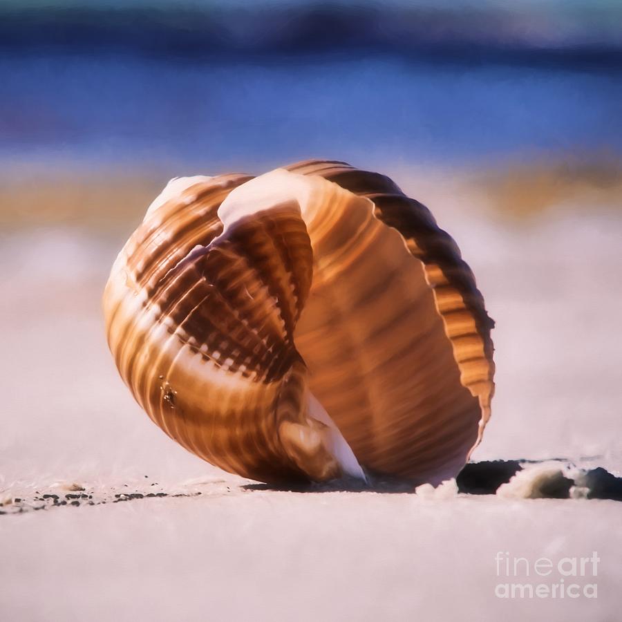 Sea Shell By The Sea Shore Photograph by Mel Steinhauer